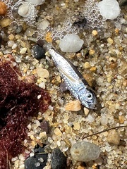 Atlantic Pearlside photo 4