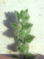 Cryptantha mexicana