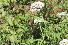 Limenitis archippus floridensis