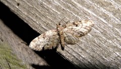 Eupithecia tantillaria