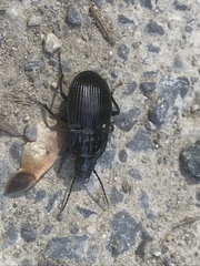 Abax ovalis