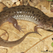 Seal Salamander - Photo (c) Todd Pierson, some rights reserved (CC BY-NC-SA)