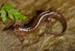 Seal Salamander photo 3