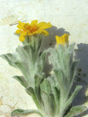 Thymophylla micropoides