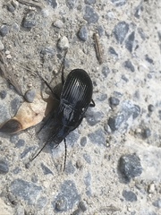 Abax ovalis