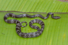 Butler's Wolf Snake photo 1