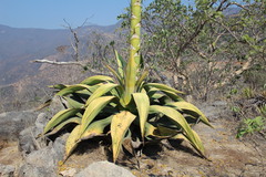 Agave marmorata