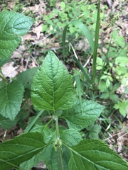 Salvia urticifolia