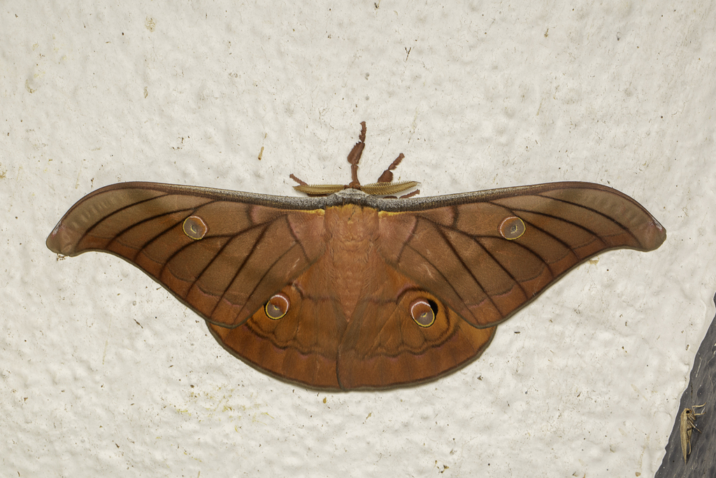 Antheraea borneensis from MCM Nature Discovery Villa (Stephen's Place ...