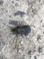 Abax ovalis