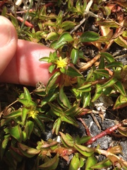 Ludwigia alata