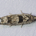 Bare-patched Leafroller Moth - Photo (c) allenbryan, some rights reserved (CC BY-NC)