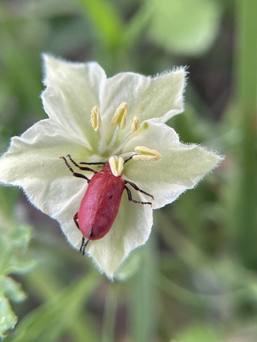 Rose-winged Blister Beetle