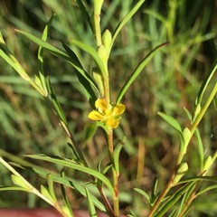 Ludwigia linearis