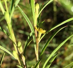 Ludwigia linearis