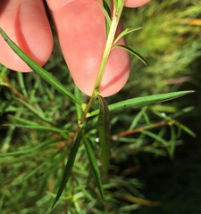 Ludwigia linearis