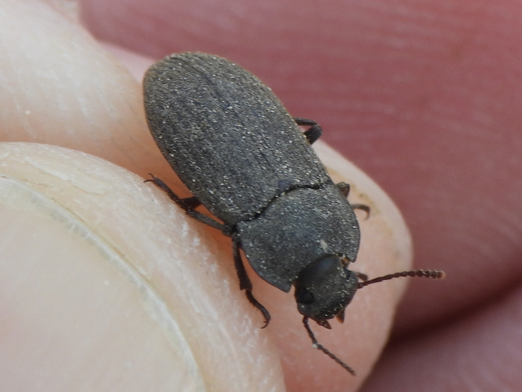 Opatrini From Gharb Al Dhahran Dhahran Saudi Arabia On February 28 opatrini-from-gharb-al-dhahran-dhahran-saudi-arabia-on-february-28