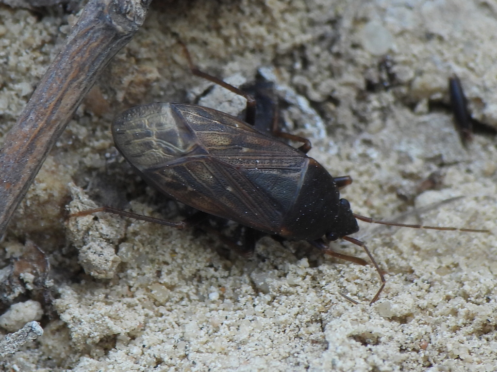 Lethaeus Fulvovarius From Gharb Al Dhahran Dhahran Saudi Arabia On lethaeus-fulvovarius-from-gharb-al-dhahran-dhahran-saudi-arabia-on