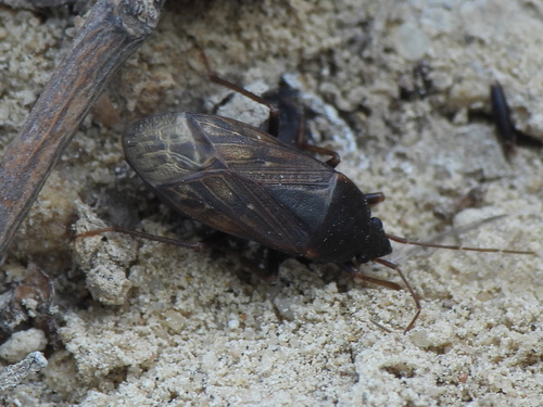 Lethaeus fulvovarius