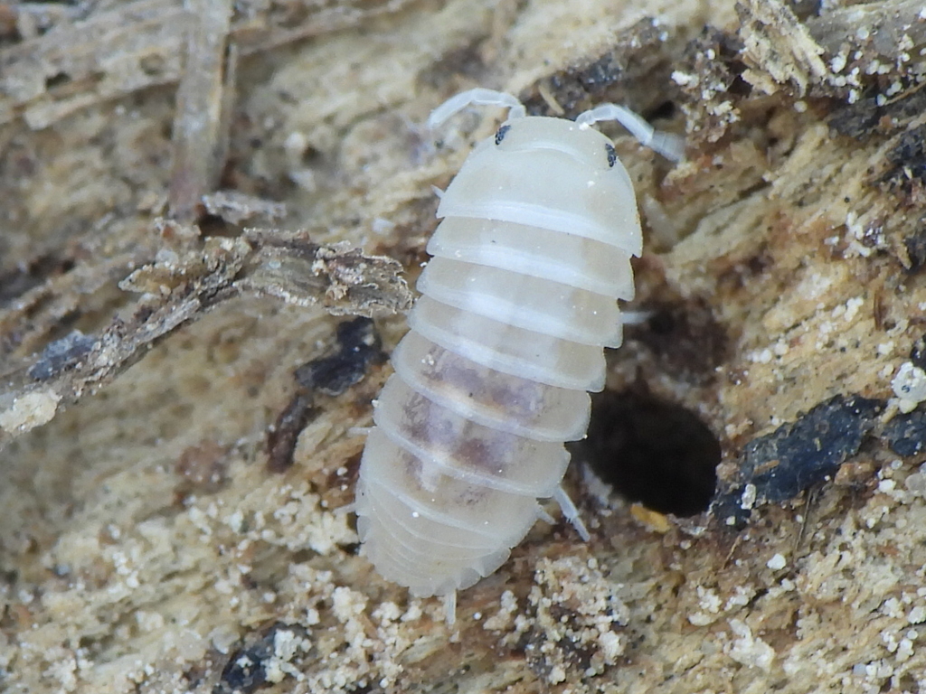 Periscyphis From Gharb Al Dhahran Dhahran Saudi Arabia On February 28 periscyphis-from-gharb-al-dhahran-dhahran-saudi-arabia-on-february-28