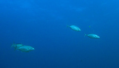 Flavocaranx bajad