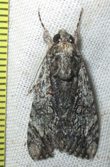 Ulotrichopus tinctipennis
