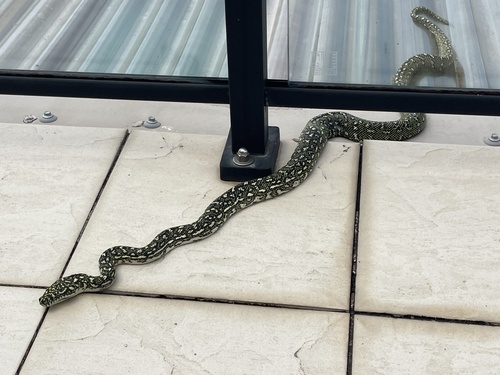 Diamond Python sighting