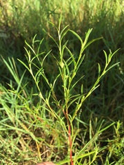 Ludwigia linearis