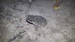Rhinella beebei