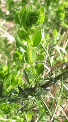 Genista germanica
