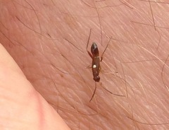 Pseudoxenetus regalis