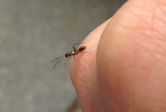 Pseudoxenetus regalis