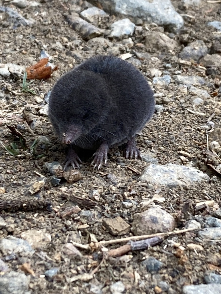 Blackish Small-eared Shrew