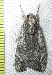 Ulotrichopus tinctipennis