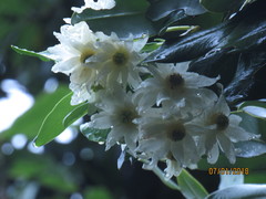 Drimys granadensis