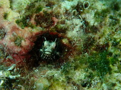 Speckled Blenny photo 4