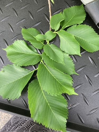 (linked from Ulmus americana) Ulmaceae image