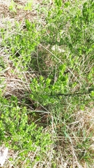 Genista germanica