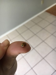 Harmonia axyridis