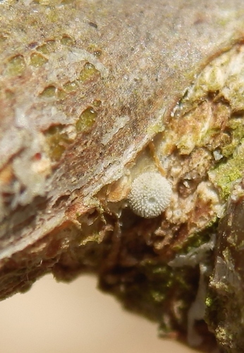 Purple hairstreak