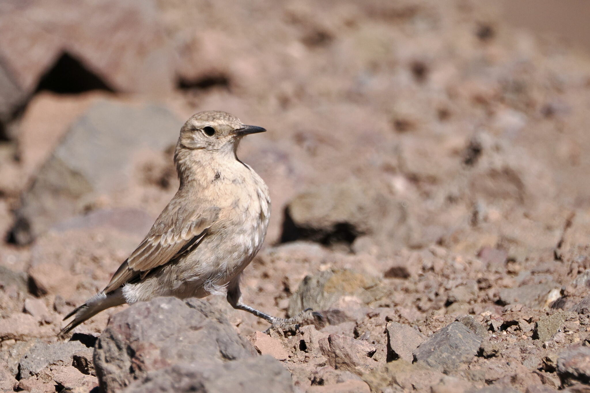 Creamy-rumped Miner (Geositta isabellina), photo 3