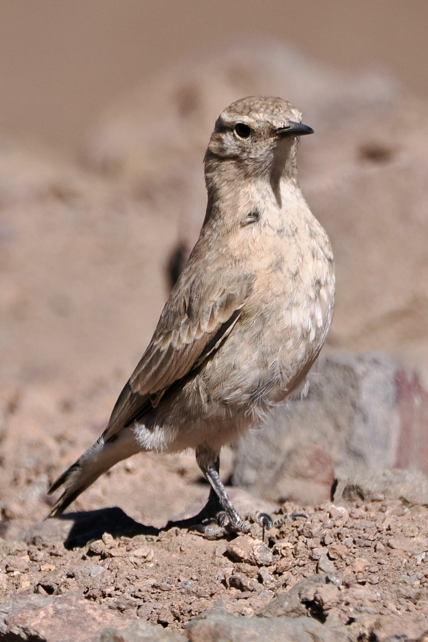 Creamy-rumped Miner (Geositta isabellina), photo 4