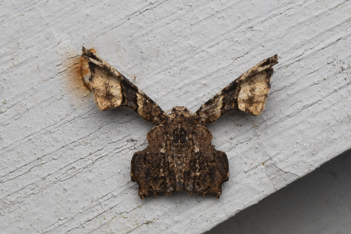 Monobolodes rectifascia
