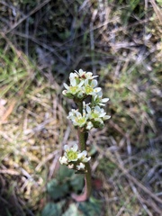 Micranthes integrifolia