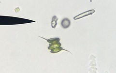 Scenedesmaceae