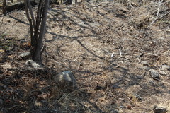 Aspidoscelis motaguae