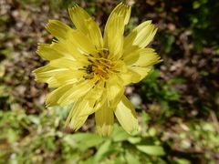 Pyrrhopappus grandiflorus