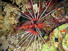 Pterois cincta