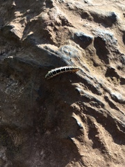 Abraxas grossulariata