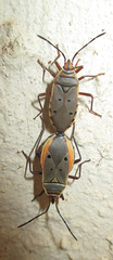 Probergrothius